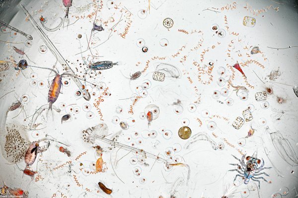 海鲜汤也不过如此：显微镜下看一滴海水