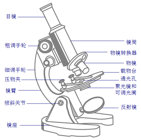 显微镜结构图
