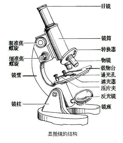 显微镜的构造图及功能图片