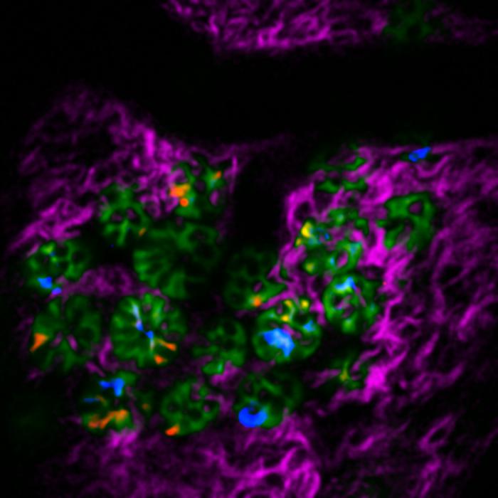 徕卡显微镜活体多光子成像提供了对干细胞研究的新见解