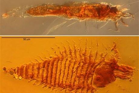 奥林巴斯显微镜洞悉2.3亿年昆虫琥珀