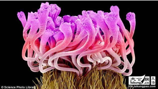 显微镜世界中的唯美鲜花如此美丽